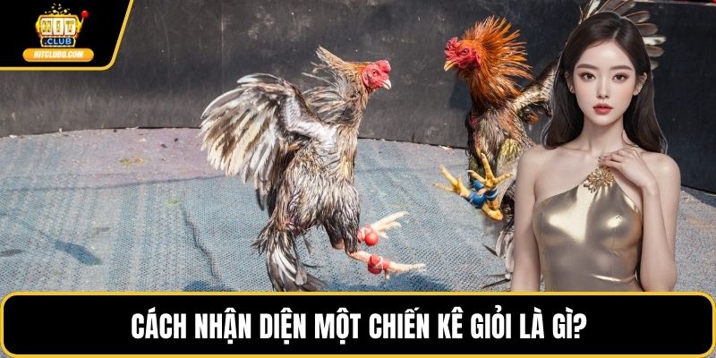 Cách nhận diện một chiến kê giỏi là gì?