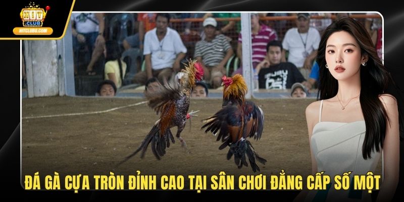 Đá gà cựa tròn