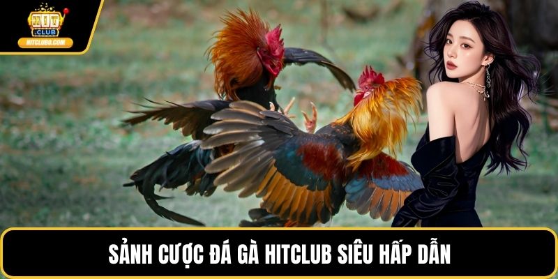 Sảnh cược đá gà HITCLUB siêu hấp dẫn
