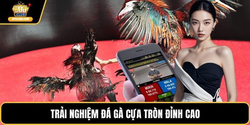 Trải nghiệm đá gà cựa tròn đỉnh cao